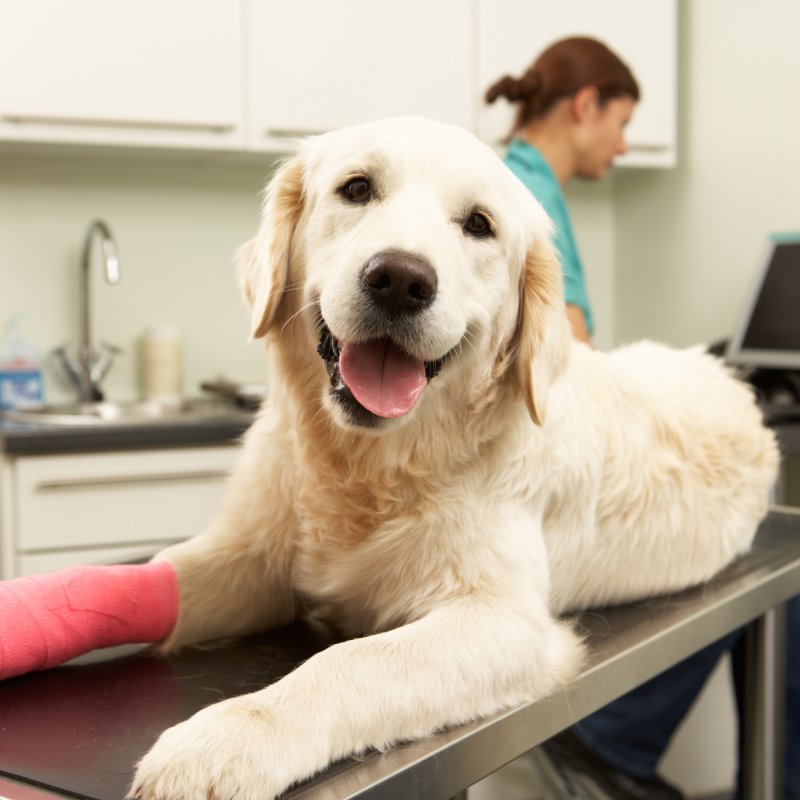 Veterinary Orthopedic