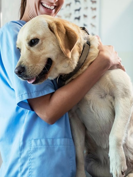 A big happy dog with a vet