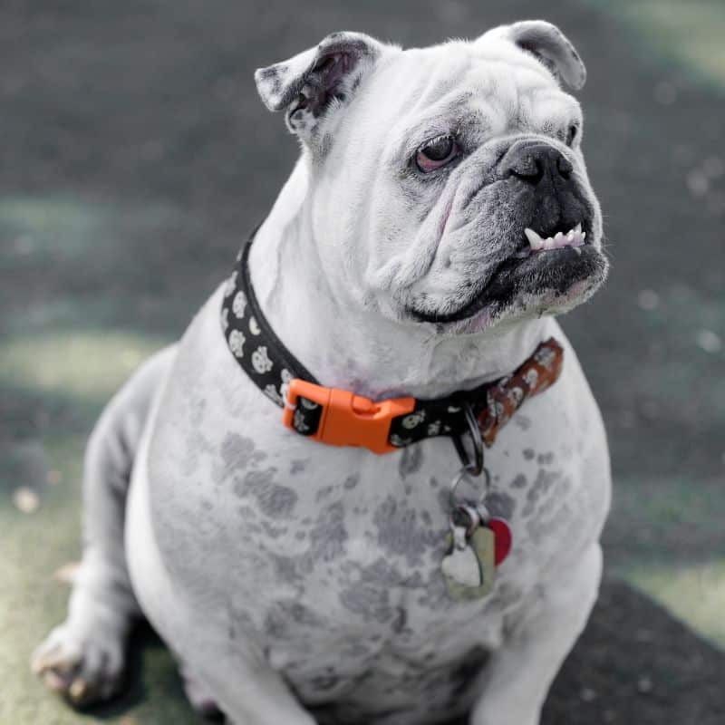 Bulldog sitting on a grass field