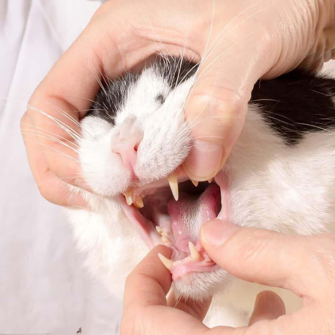 Pet Dentistry