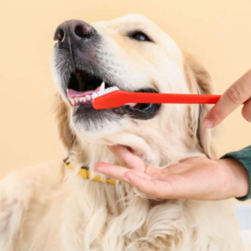 Dog Dental Cleaning