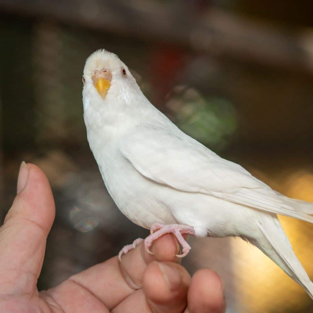 White Budgerigar