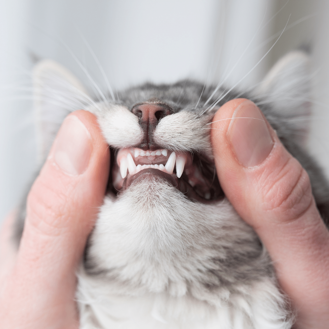 Pet Dentistry