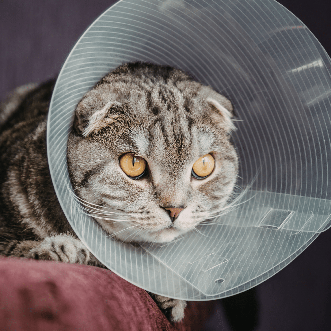striped cat wearing a cone