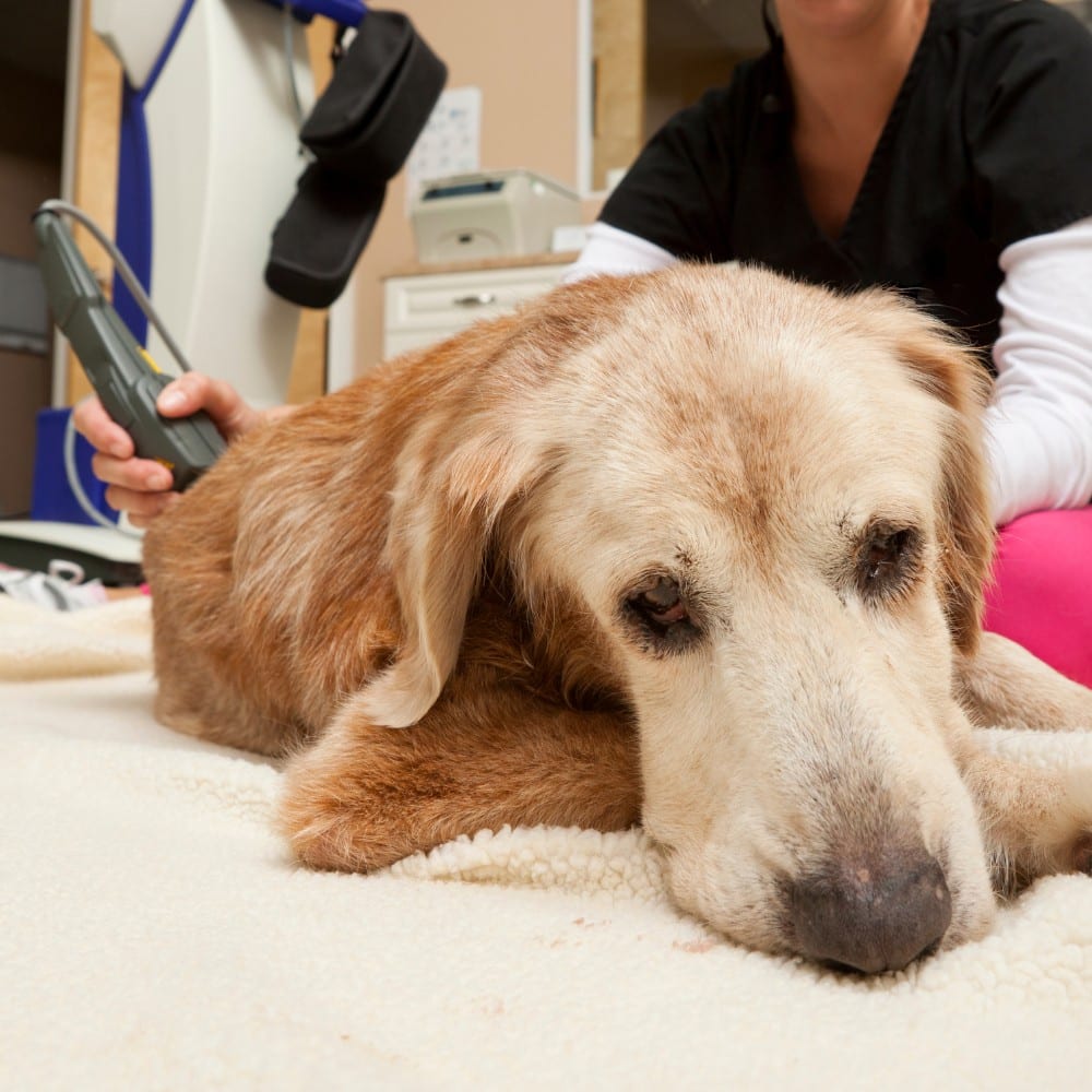 a dog receiving laser therapy