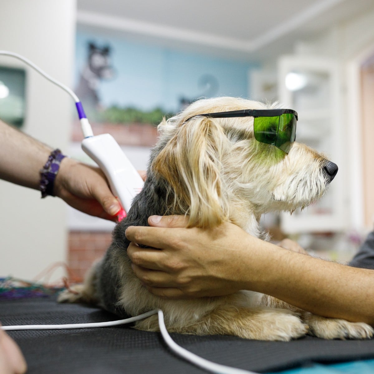 Pet Laser Therapy
