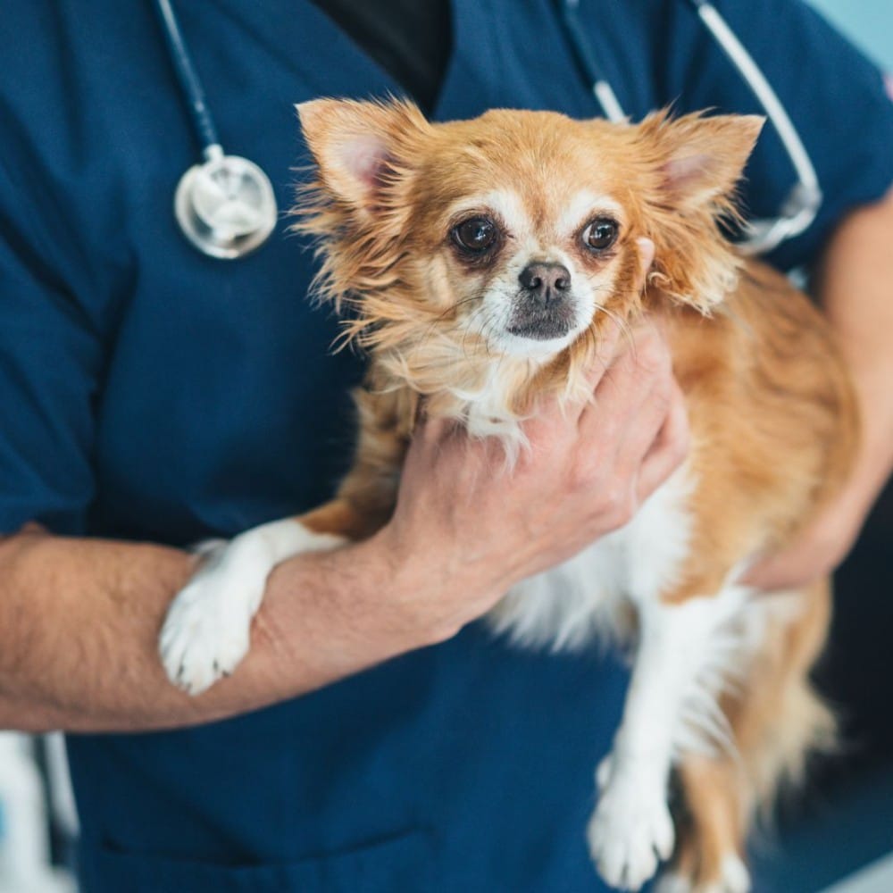 a veterinarian is holding a small dog