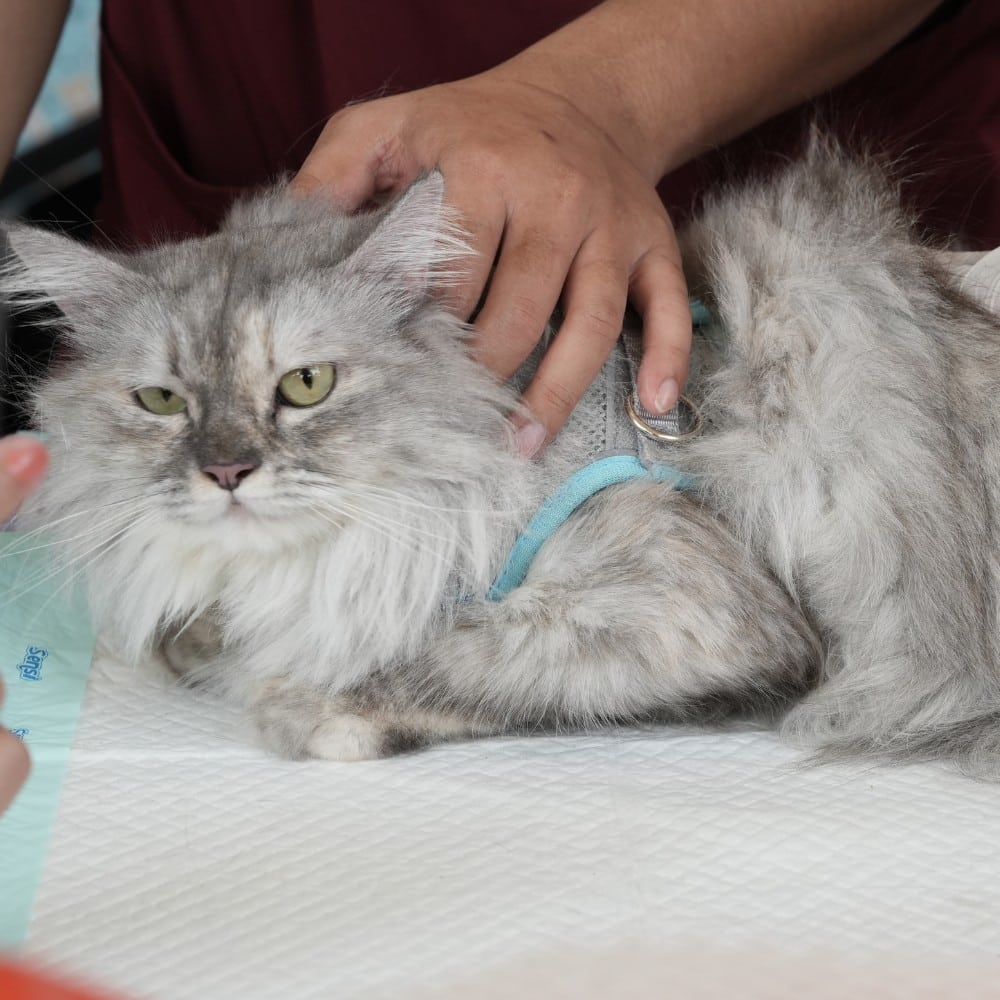 a person gently petting a cat