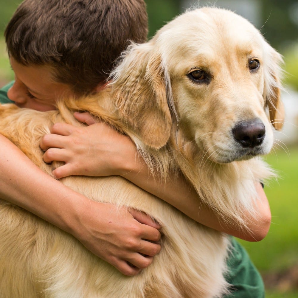 a boy joyfully hugs a golden retriever