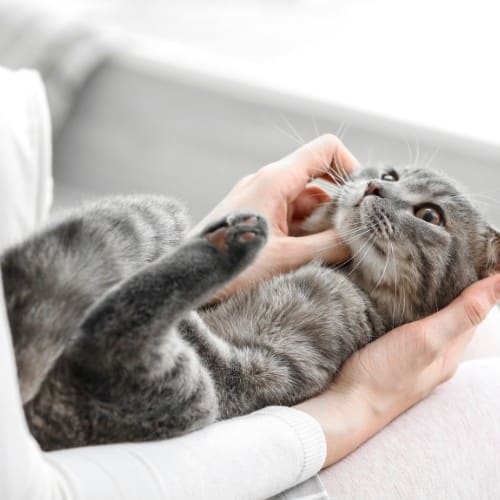 a woman gently pets a cat resting on her lap