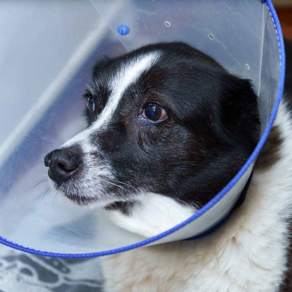 Dog wearing a surgery cone