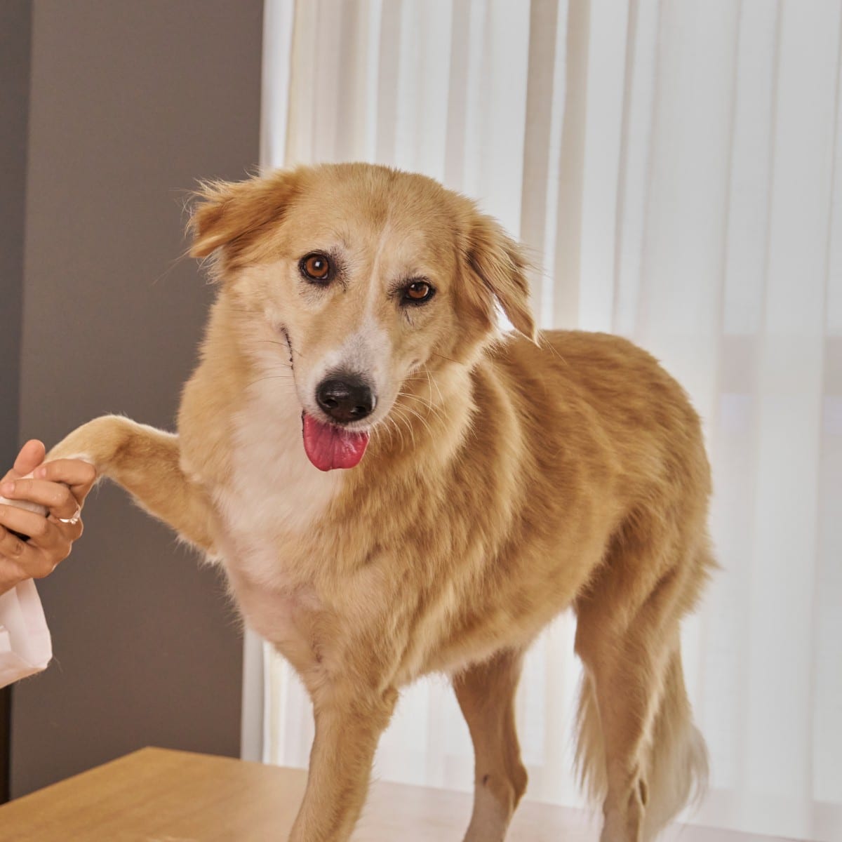 Veterinary Orthopedic